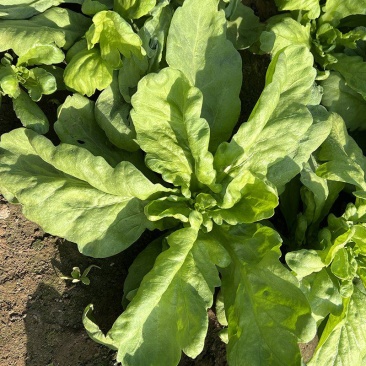 理想清香大板叶茼蒿种子耐寒优质农家田园春夏秋播蔬菜种孑
