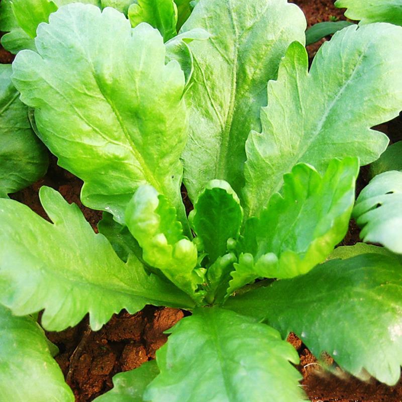 理想清香大板叶茼蒿种子耐寒优质农家田园春夏秋播蔬菜种孑