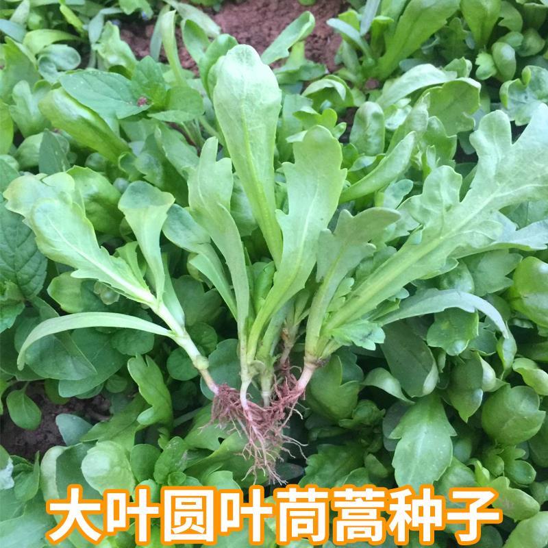 理想清香大板叶茼蒿种子耐寒优质农家田园春夏秋播蔬菜种孑