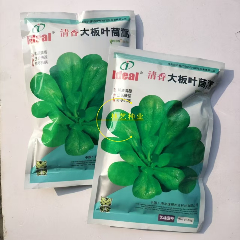 理想清香大板叶茼蒿种子耐寒优质农家田园春夏秋播蔬菜种孑