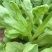 理想清香大板叶茼蒿种子耐寒优质农家田园春夏秋播蔬菜种孑