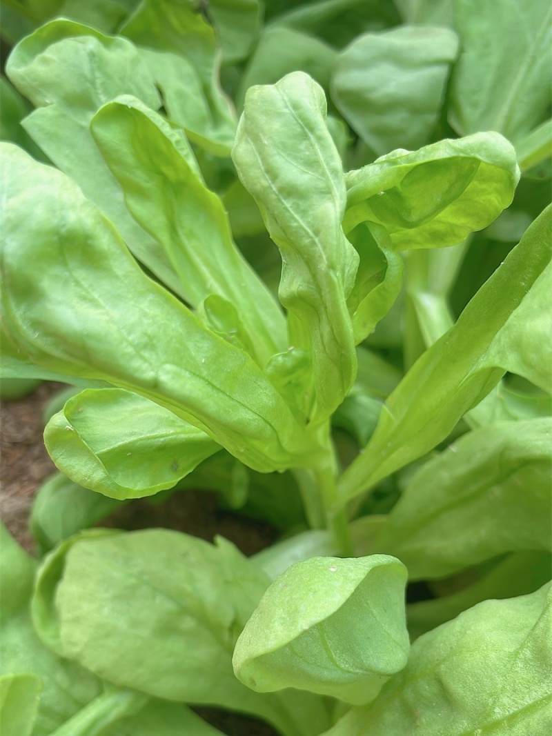 理想清香大板叶茼蒿种子耐寒优质农家田园春夏秋播蔬菜种孑