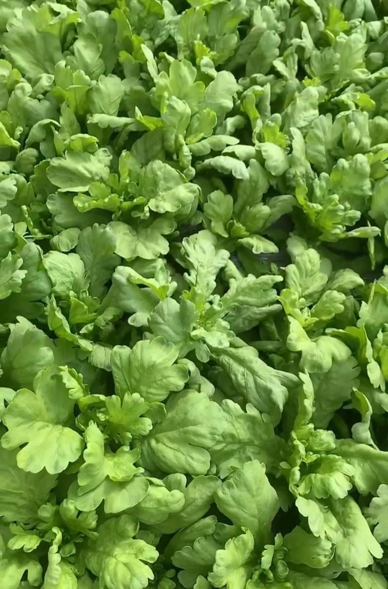 理想清香大板叶茼蒿种子耐寒优质农家田园春夏秋播蔬菜种孑