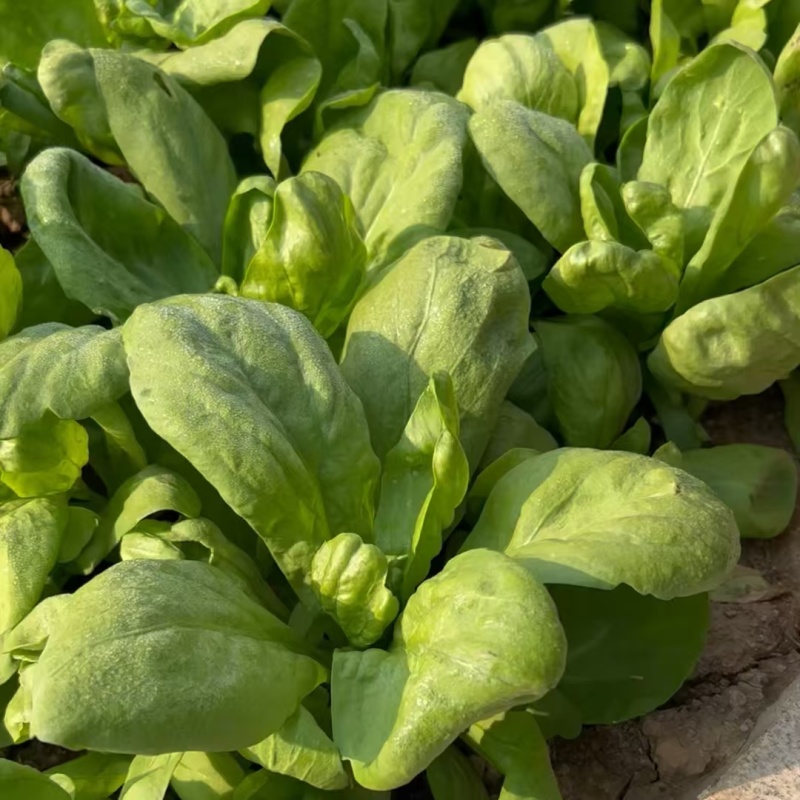 理想清香大板叶茼蒿种子耐寒优质农家田园春夏秋播蔬菜种孑