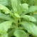 理想清香大板叶茼蒿种子耐寒优质农家田园春夏秋播蔬菜种孑