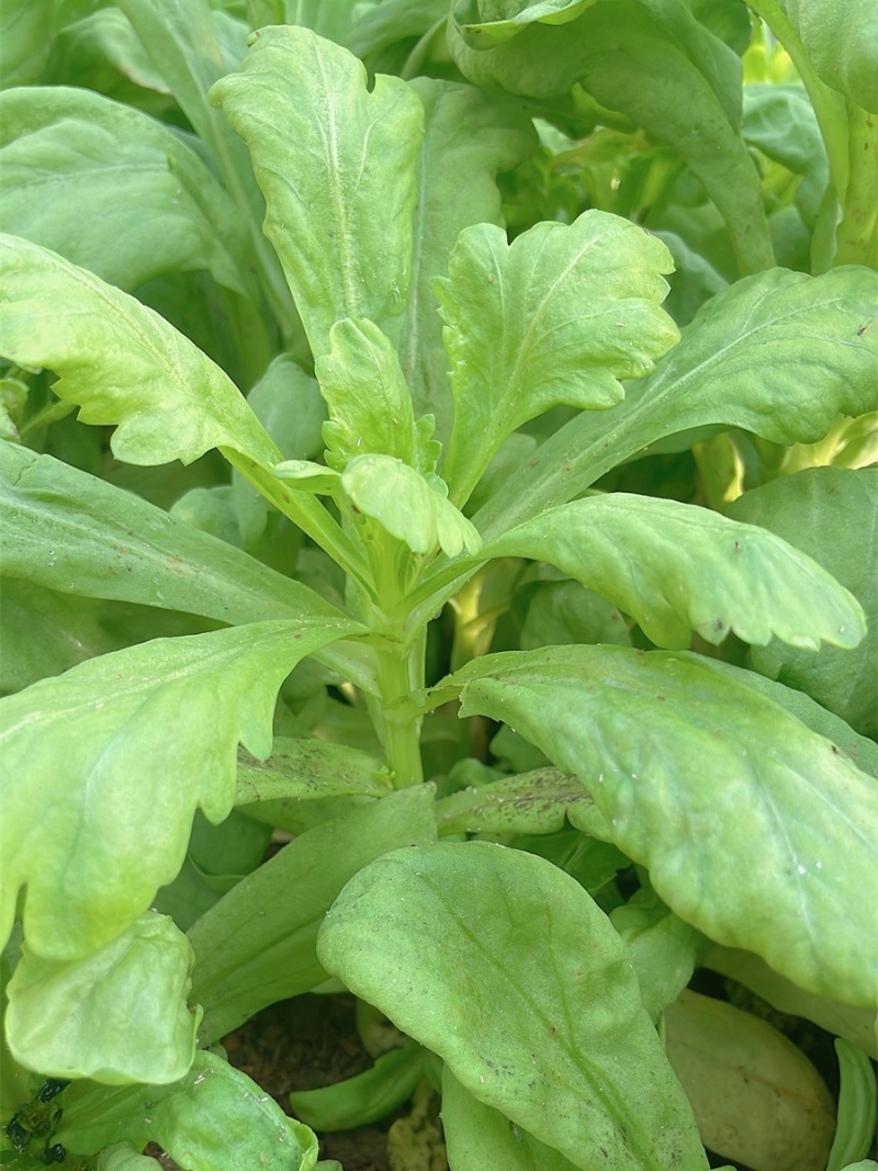 理想清香大板叶茼蒿种子耐寒优质农家田园春夏秋播蔬菜种孑