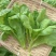 理想清香大板叶茼蒿种子耐寒优质农家田园春夏秋播蔬菜种孑