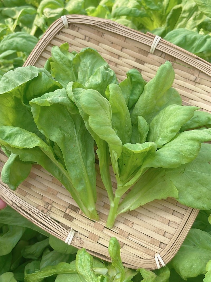 理想清香大板叶茼蒿种子耐寒优质农家田园春夏秋播蔬菜种孑