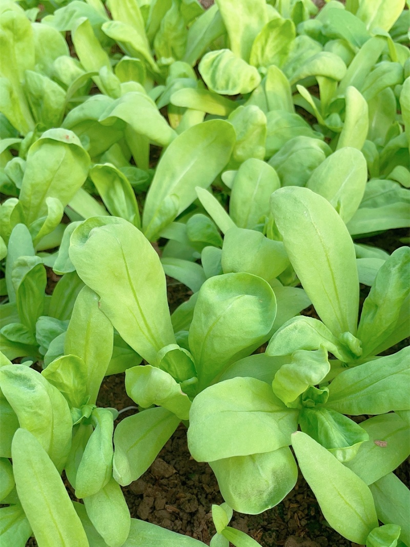 理想清香大板叶茼蒿种子耐寒优质农家田园春夏秋播蔬菜种孑