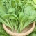 理想清香大板叶茼蒿种子耐寒优质农家田园春夏秋播蔬菜种孑