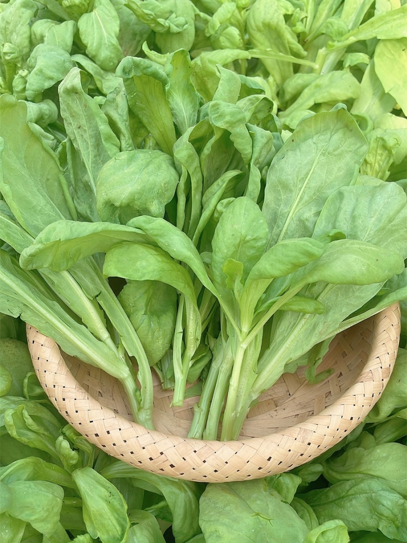 理想清香大板叶茼蒿种子耐寒优质农家田园春夏秋播蔬菜种孑