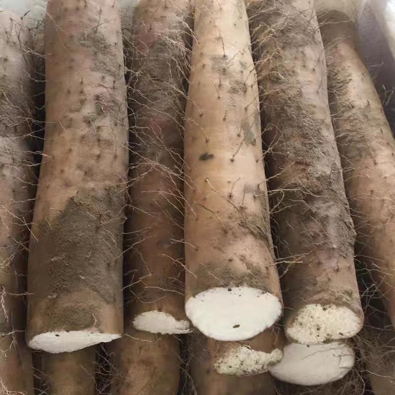 【牛商优选】新疆白玉山药保证新鲜量大从优代发全