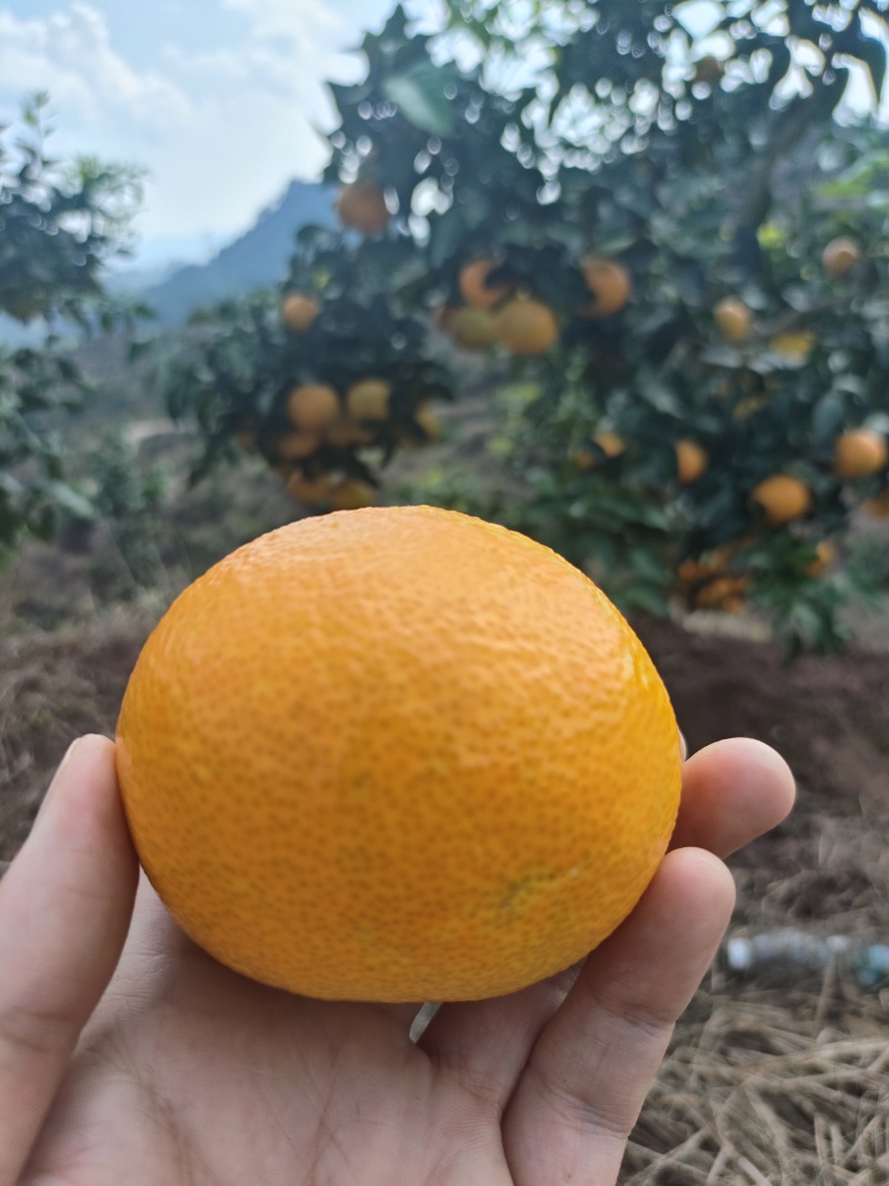 四川爱媛果冻橙，皮薄汁水多口感甜，产地直发一手货源