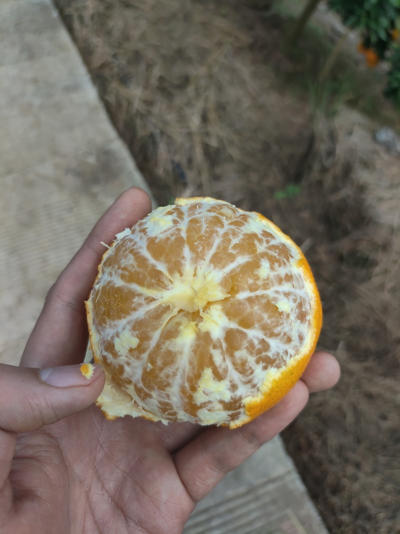 四川爱媛果冻橙，皮薄汁水多口感甜，产地直发一手货源