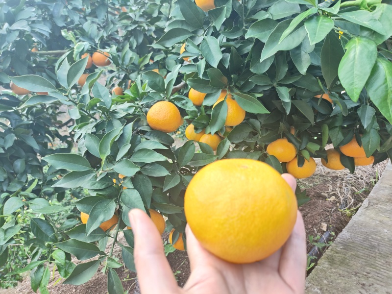 四川爱媛果冻橙，皮薄汁水多口感甜，产地直发一手货源