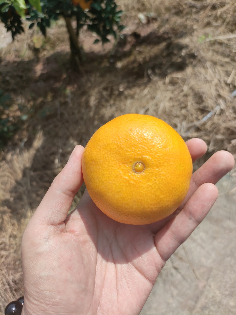四川爱媛果冻橙，皮薄汁水多口感甜，产地直发一手货源