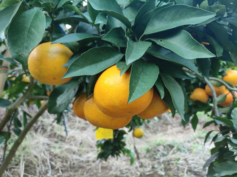 四川爱媛果冻橙，皮薄汁水多口感甜，产地直发一手货源
