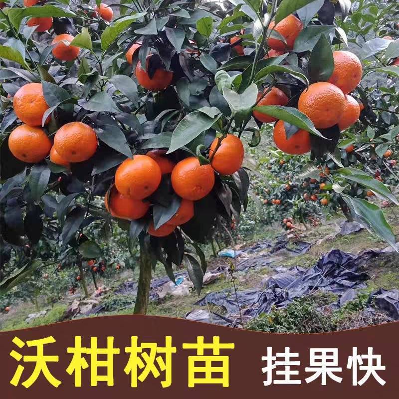 新品种无核沃柑柑橘苗晚熟大果无籽果树嫁接苗