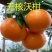 新品种无核沃柑柑橘苗晚熟大果无籽果树嫁接苗