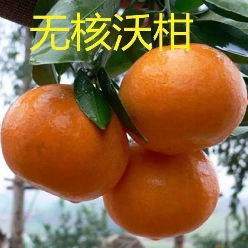 新品种无核沃柑柑橘苗晚熟大果无籽果树嫁接苗