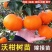 新品种无核沃柑柑橘苗晚熟大果无籽果树嫁接苗