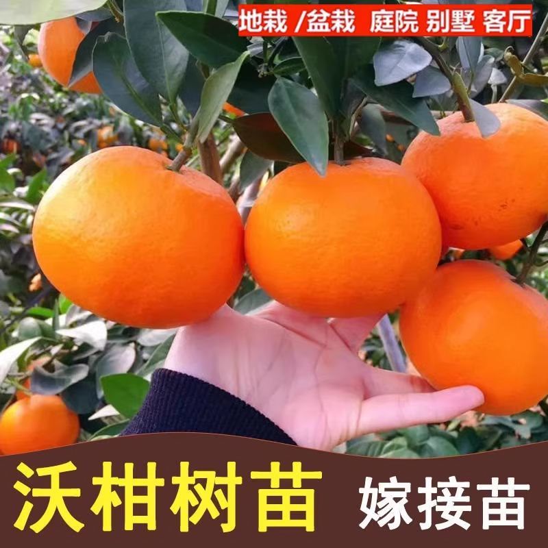 新品种无核沃柑柑橘苗晚熟大果无籽果树嫁接苗