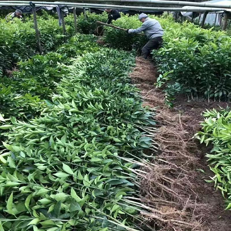 新品种无核沃柑柑橘苗晚熟大果无籽果树嫁接苗