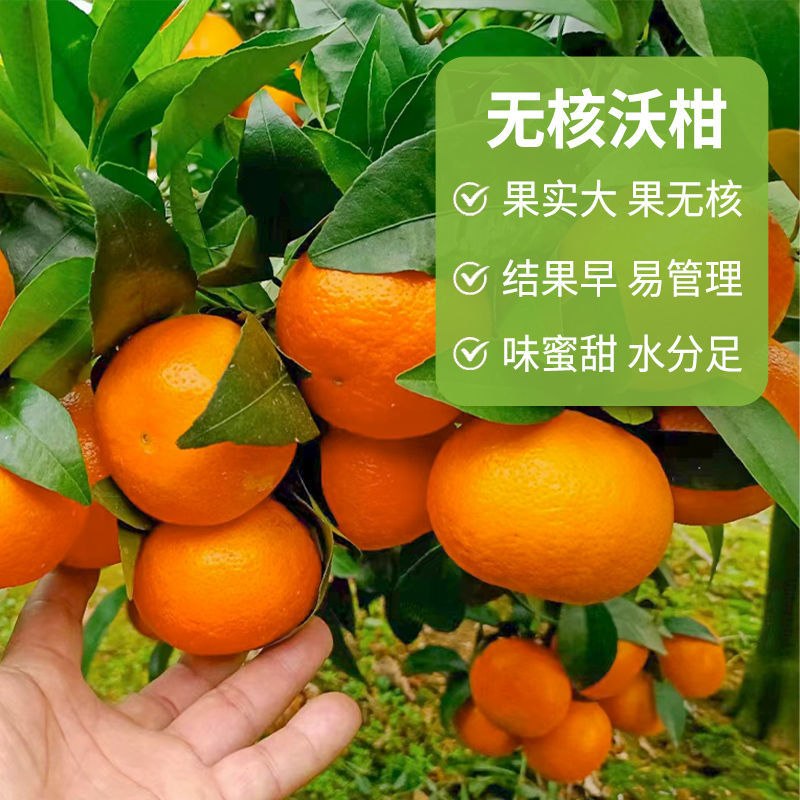 新品种无核沃柑柑橘苗晚熟大果无籽果树嫁接苗
