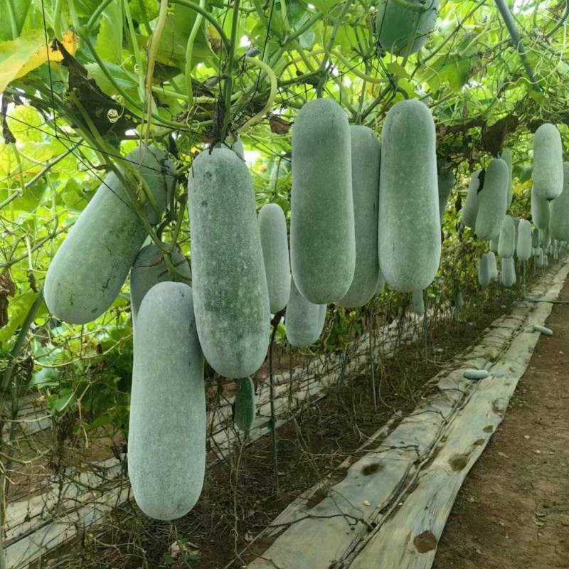 广西南宁市小冬瓜大量上市有需要的老板随时可以联系我欢迎咨