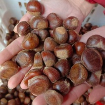 栗子沂蒙山油栗子新鲜板栗