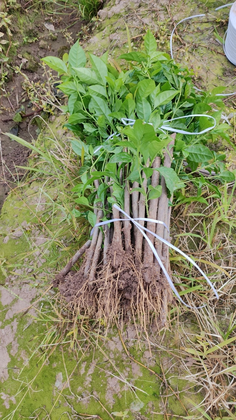 裸根苗和杯三角梅