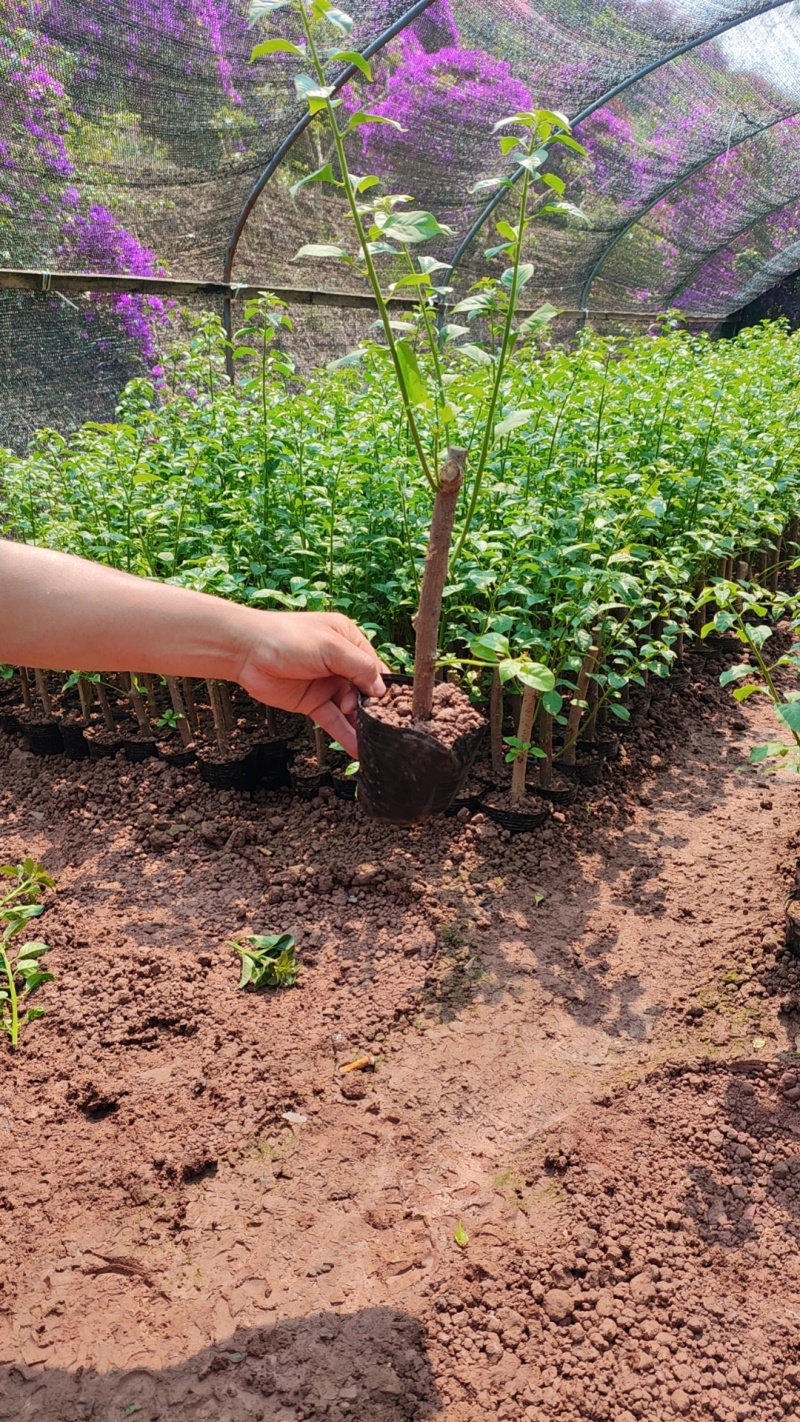 裸根苗和杯三角梅