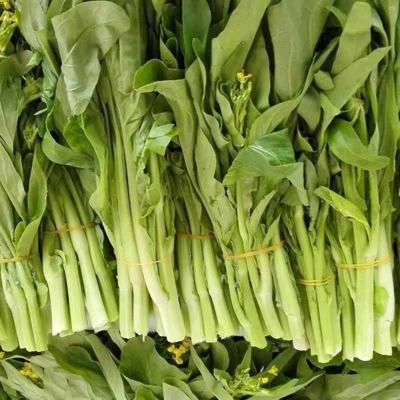 白菜苔产地视频看货品质好量大从优欢迎大家