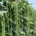 拖车头豇王777豇豆种子口感好翠绿长荚高产耐热商品性佳