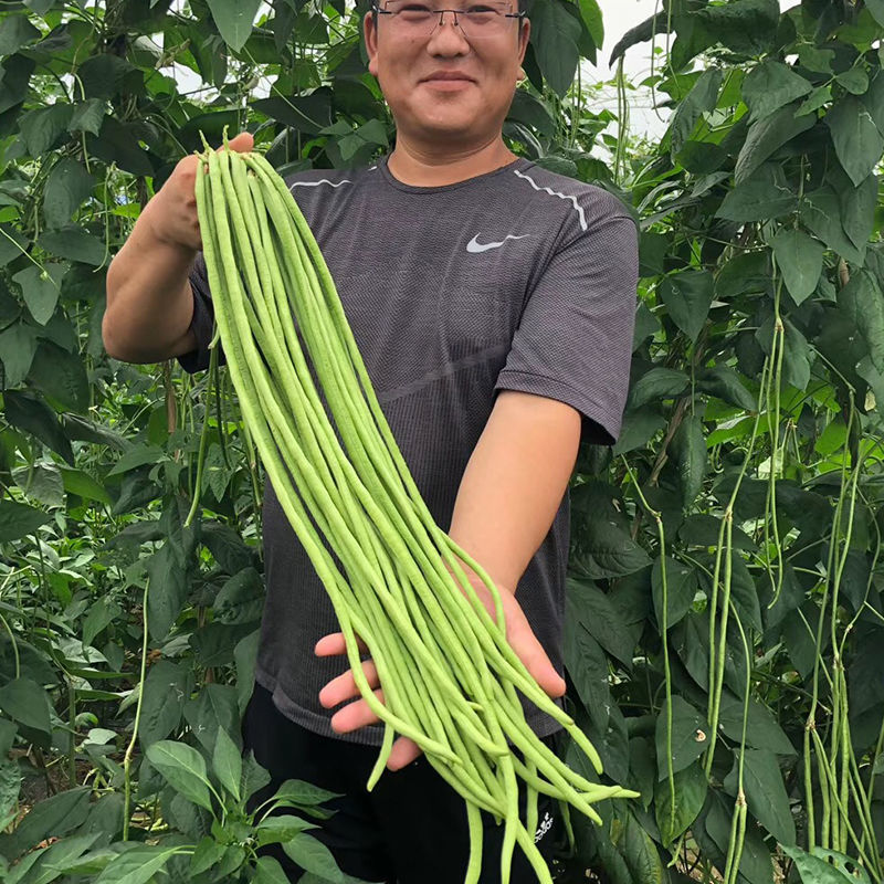拖车头豇王777豇豆种子口感好翠绿长荚高产耐热商品性佳