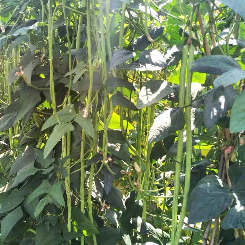 拖车头豇王777豇豆种子口感好翠绿长荚高产耐热商品性佳