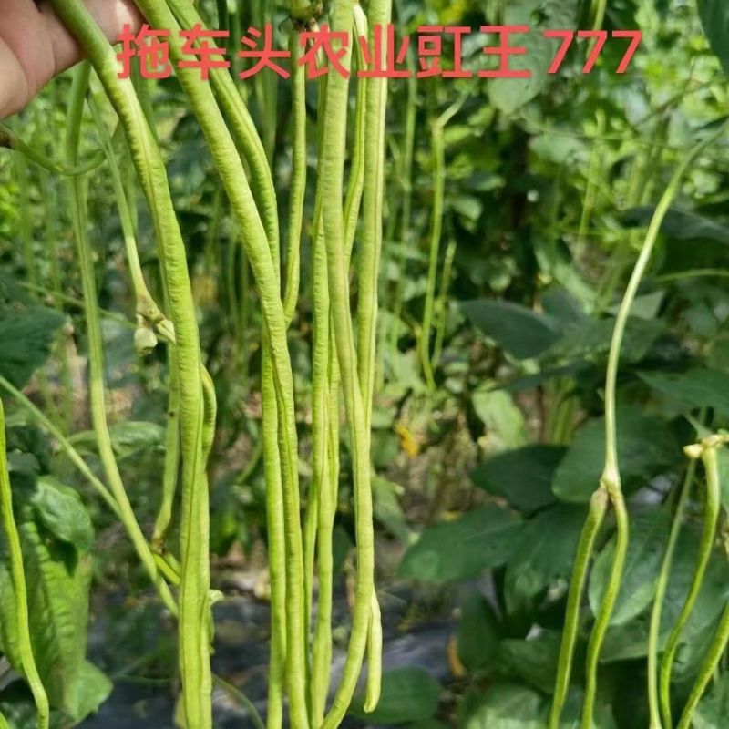 拖车头豇王777豇豆种子口感好翠绿长荚高产耐热商品性佳
