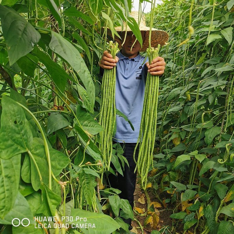 拖车头豇王777豇豆种子口感好翠绿长荚高产耐热商品性佳