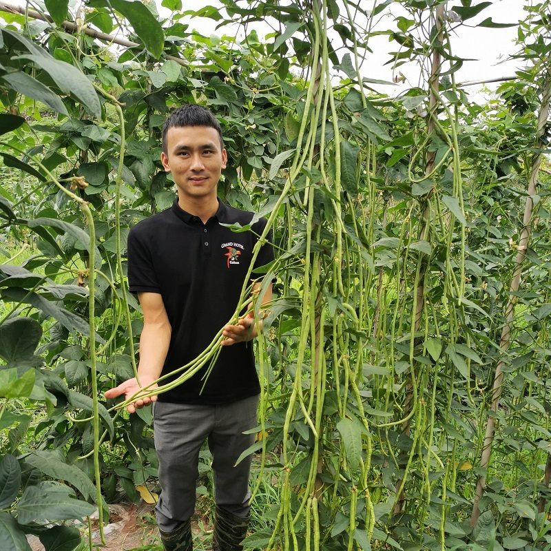 拖车头豇王777豇豆种子口感好翠绿长荚高产耐热商品性佳