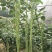 拖车头豇王777豇豆种子口感好翠绿长荚高产耐热商品性佳