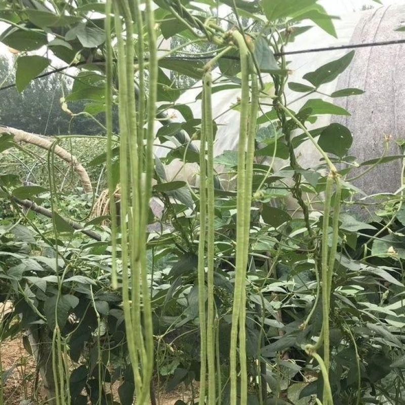 拖车头豇王777豇豆种子口感好翠绿长荚高产耐热商品性佳