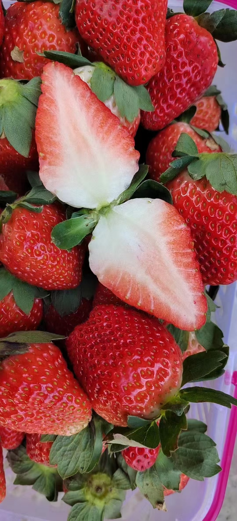 蒙特瑞草莓