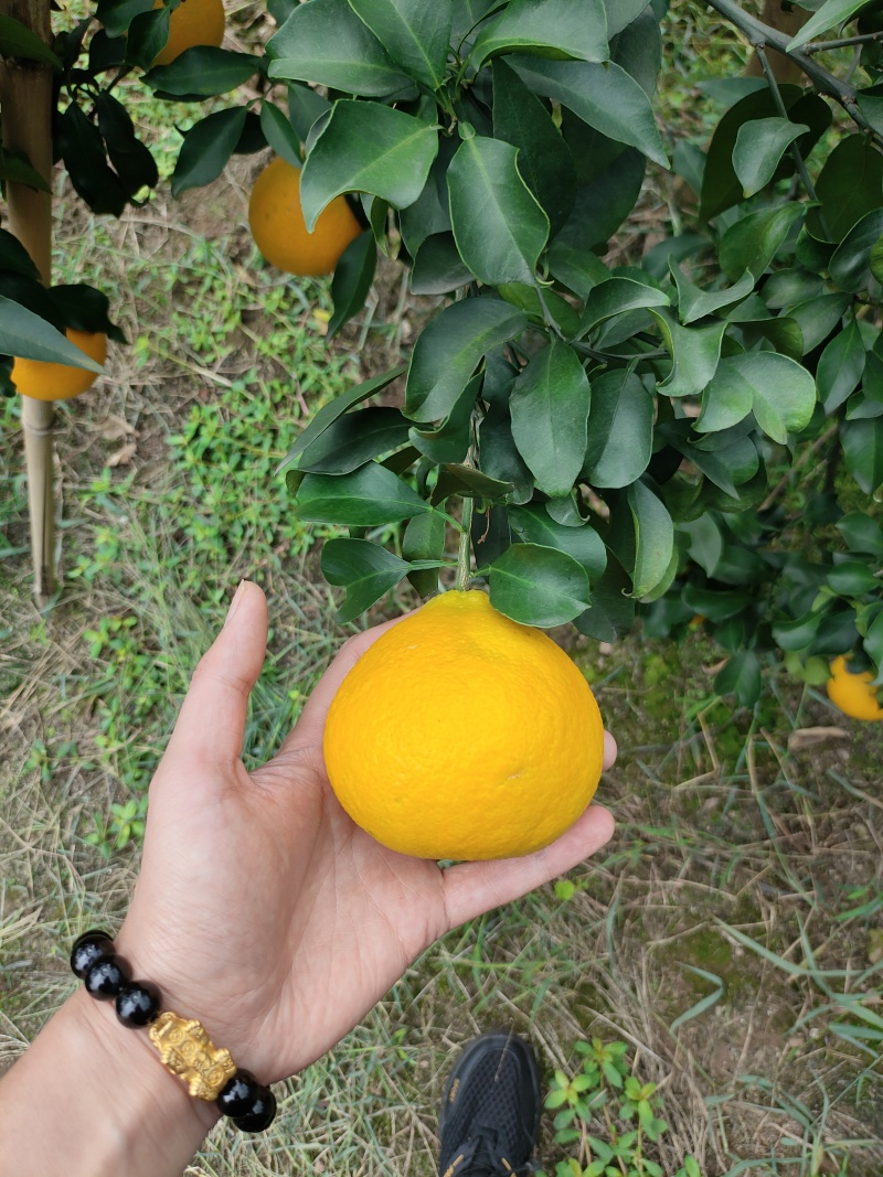 四川爱媛38果冻橙，皮薄汁多味甜，产地直发一手货源