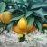 四川爱媛38果冻橙，皮薄汁多味甜，产地直发一手货源