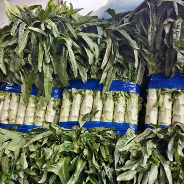 红叶莴苣，精品尖叶莴笋，保质保量，货源充足，一手货源