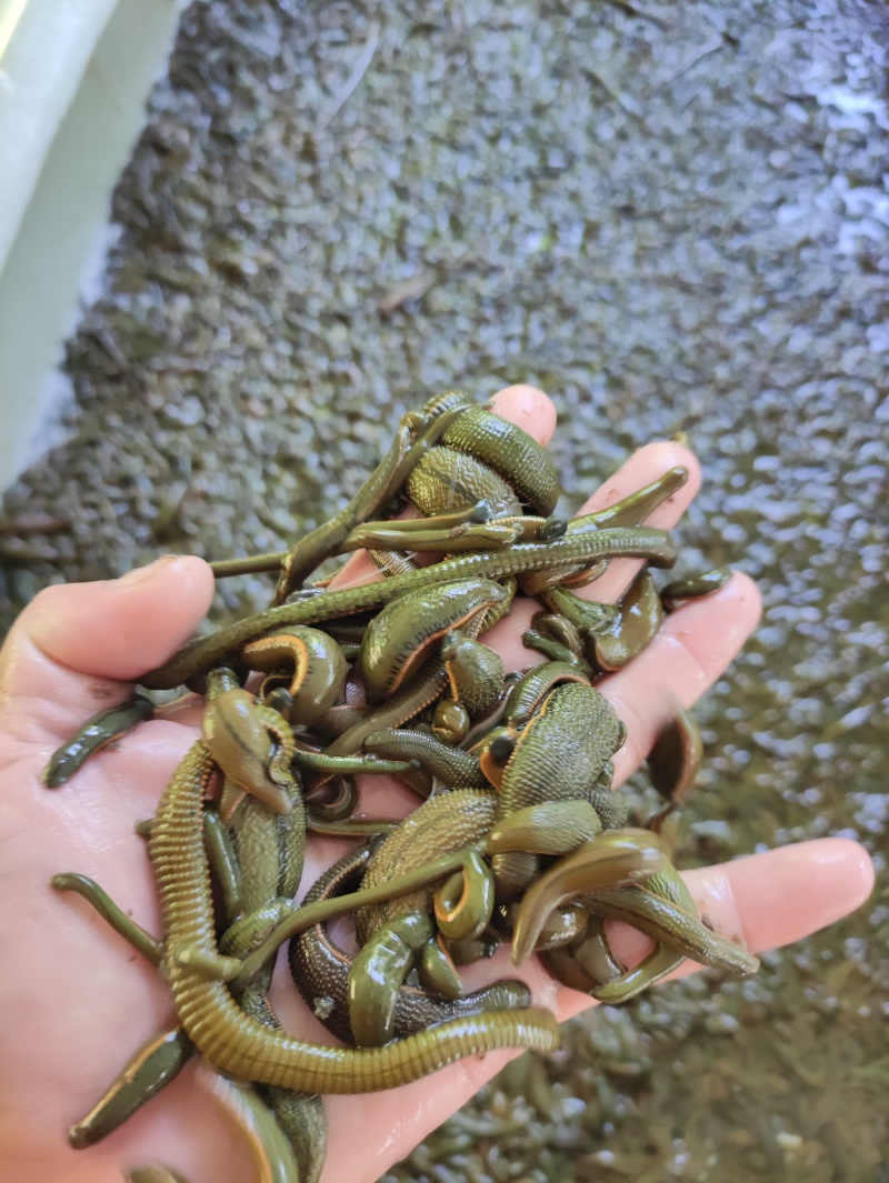 血水蛭干品，菲牛冻干品，量大价优，支持看货