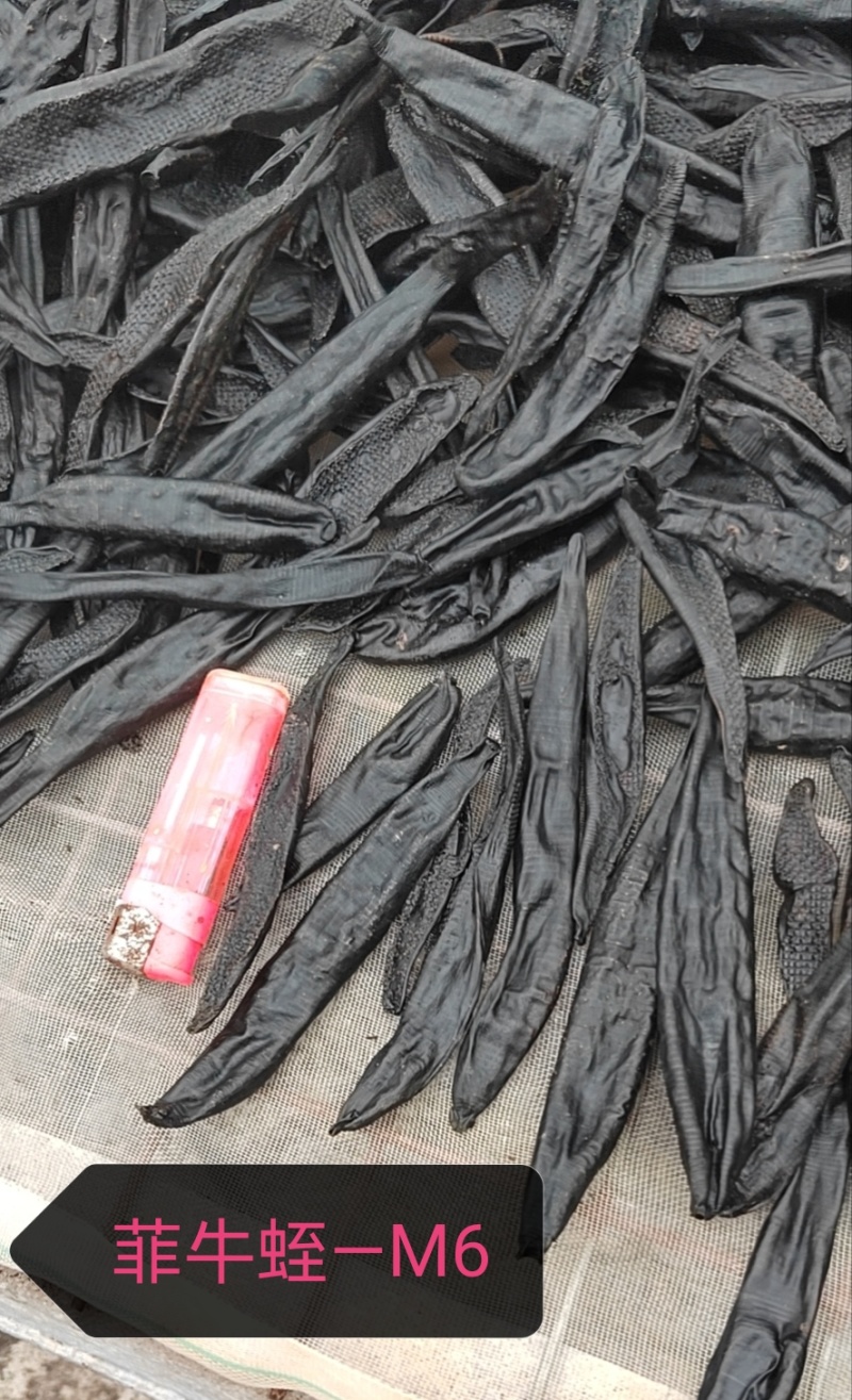 血水蛭干品，菲牛冻干品，量大价优，支持看货