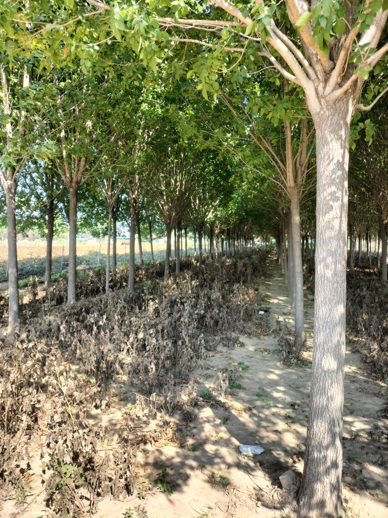【实力推荐】现货优质白蜡产地直发可视频看货对接全国