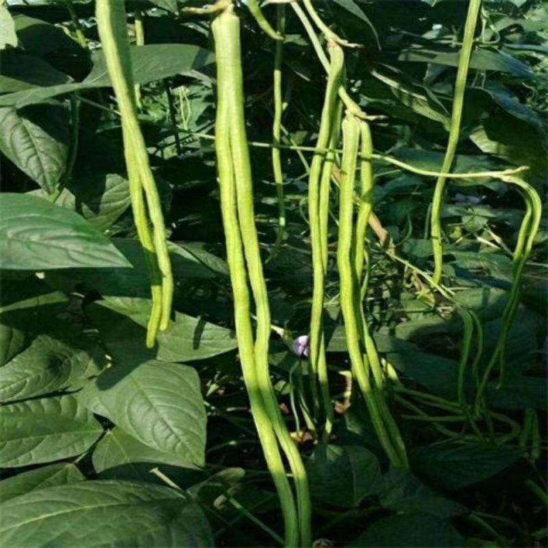 火凤凰豆角种子绿条长豇豆蔬菜种高产架豆角条春秋播