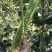 火凤凰豆角种子绿条长豇豆蔬菜种高产架豆角条春秋播